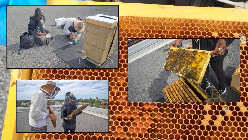 Récolte du miel ! | Honey Harvest