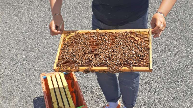 les abeilles sont de retour pour une nouvelle saison ! | The bees are back for a new season!