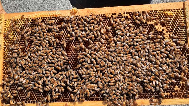 les abeilles sont de retour pour une nouvelle saison ! | The bees are back for a new season!